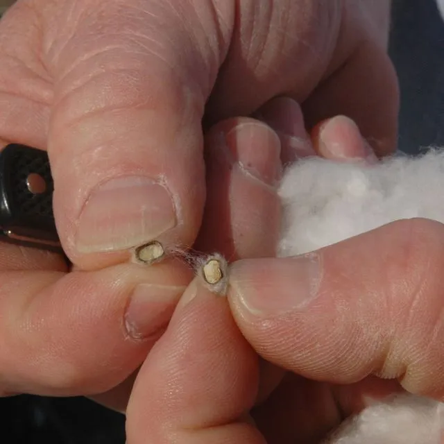 thumbnail for publication: How to Interpret Cotton Seed Cool and Warm Germination Tests for Planting Decisions